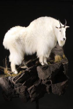 Taxidermy Mountain Goat