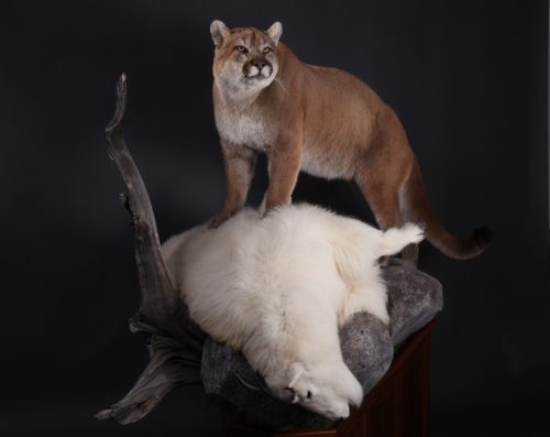 Wildlife Mounts